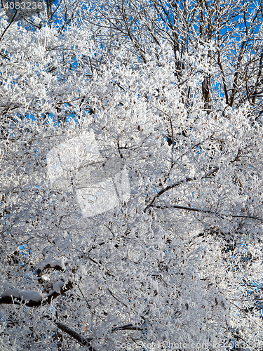 Image of winter tree