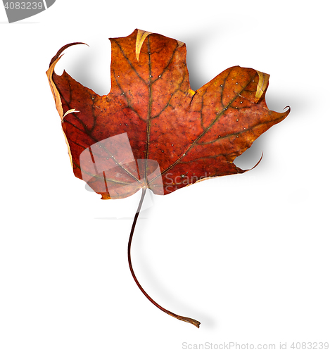 Image of Dry maple leaf with curled edges vertically