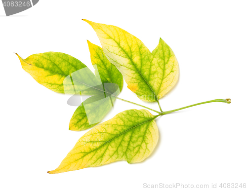 Image of Yellowed autumn leaf