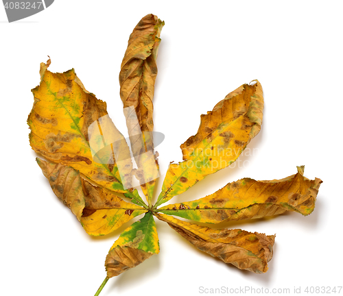 Image of Dry autumn chestnut leaf
