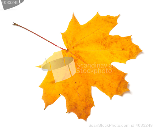 Image of Autumn yellow maple leaf isolated