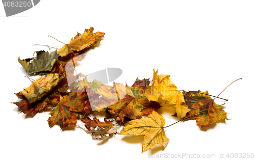 Image of Autumn multicolor dry maple leafs