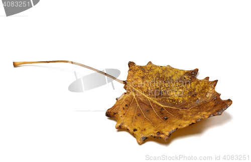 Image of Autumn dried quaking aspen (Populus tremula) leaf