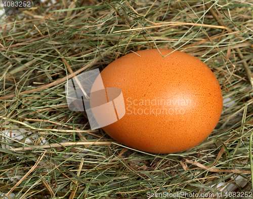 Image of Chicken egg in nest