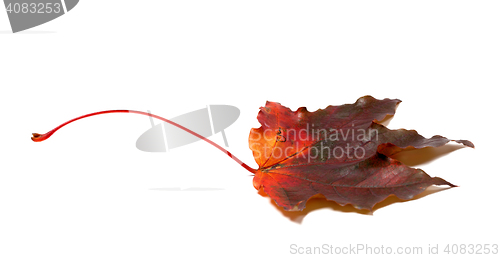 Image of Autumn maple-leaf on white