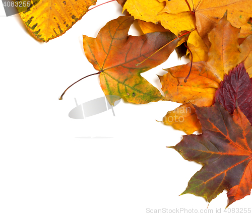 Image of Autumn multicolor maple leaves 