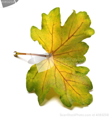 Image of Multi colored autumn leaf