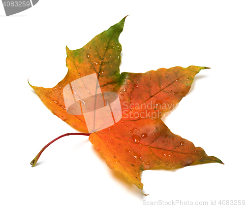 Image of Autumn multicolor maple-leaf with water drops