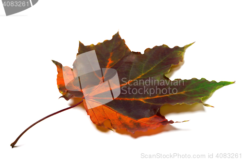 Image of Multi colored autumnal maple-leaf