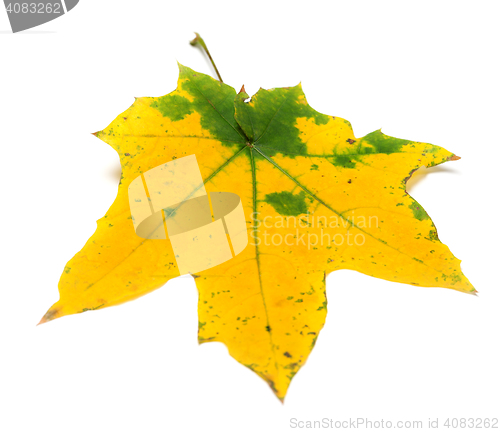 Image of Yellow autumn maple leaf
