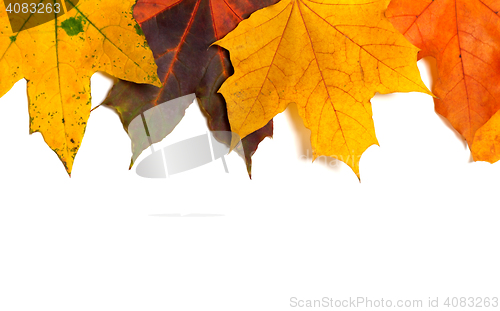 Image of Autumn multi colored maple-leafs