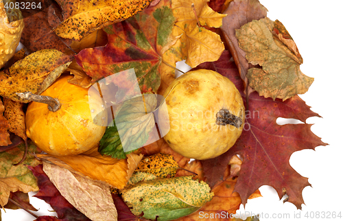 Image of Two small decorative pumpkins on autumn multicolor leafs