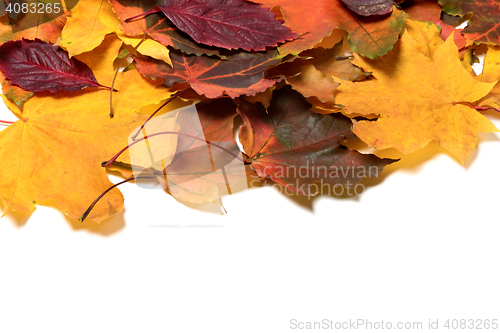 Image of Autumn multicolor leafs