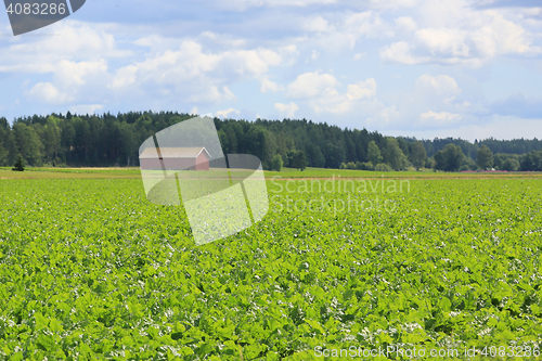 Image of Field of Sugar Beet at Summer