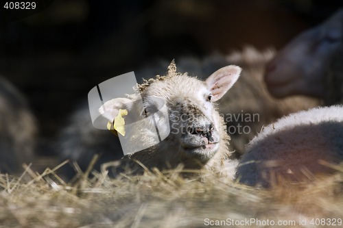 Image of lamb