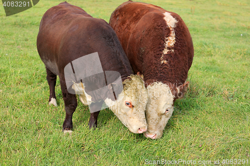 Image of Two Hereford Bulls Eating Grass on Field