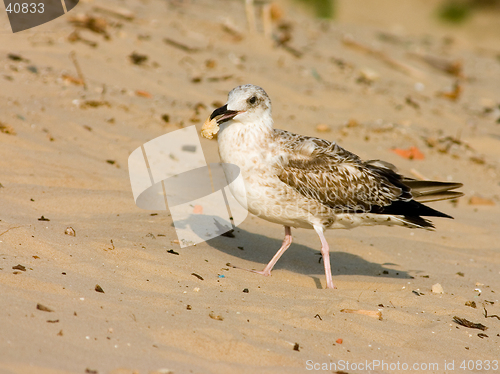 Image of Seagull on the beach