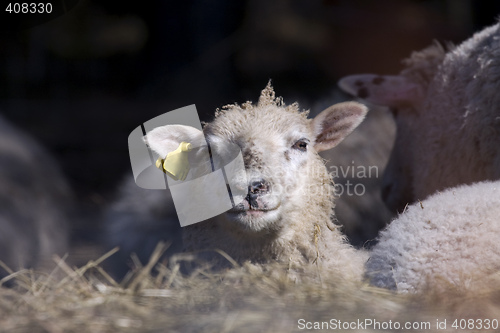 Image of small lamb