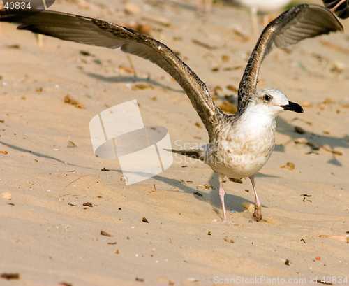 Image of Seagull on the beach