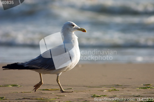 Image of Seagull on the beach