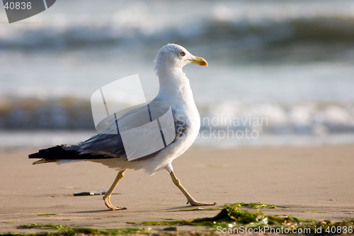 Image of Seagull on the beach