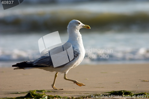 Image of Seagull on the beach