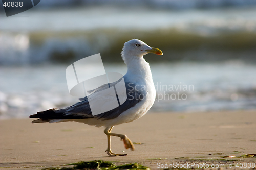 Image of Seagull on the beach