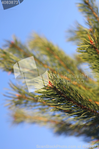 Image of pine tree branch