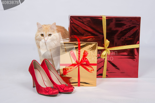 Image of The cat sits next to the gift boxes and red women\'s high-heeled shoes