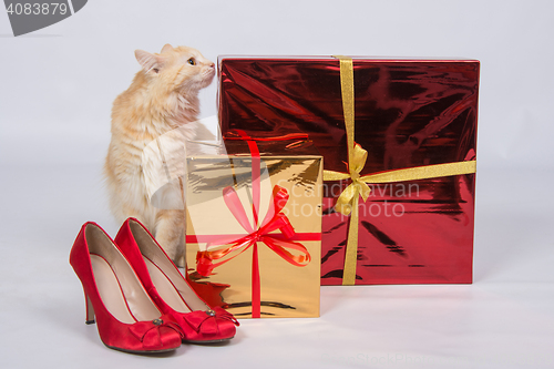 Image of The cat sniffs the gift boxes that are next to the red lady\'s high-heeled shoes