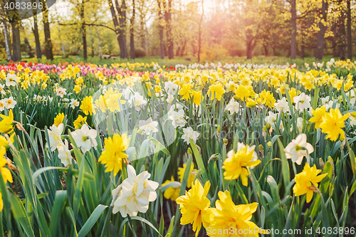 Image of Field of daffodils