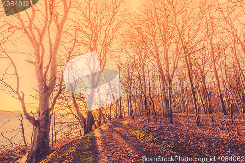 Image of Sunrise in a forest with spooky trees