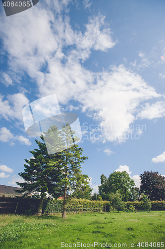 Image of Pine trees on a green lawn