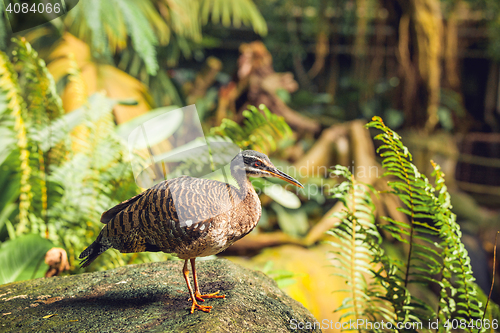 Image of Sunbittern bird standing on a rock