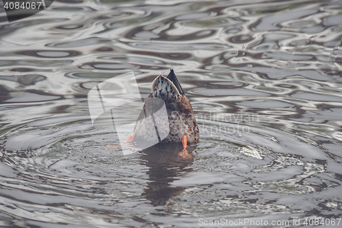 Image of Duck looking for food in a lake