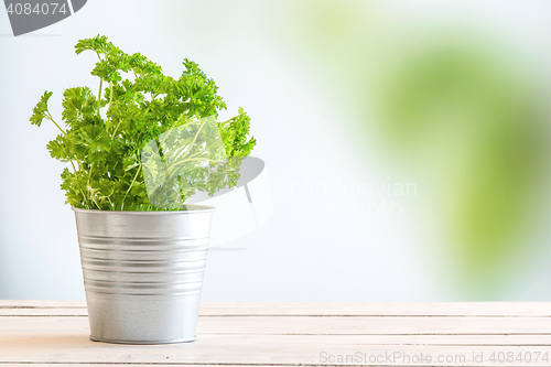 Image of Parsley herbs in fresh green colors