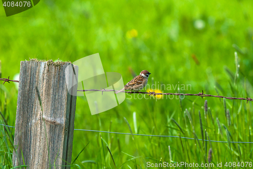 Image of House sparrow on barb wire
