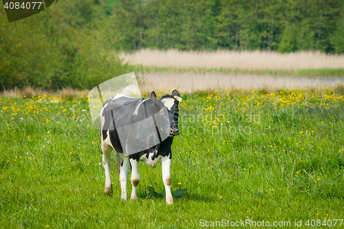 Image of Holstein Friesian cow standing on a field