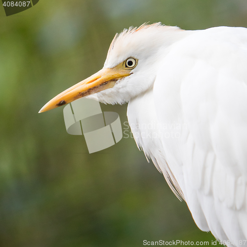 Image of Cattle Egret, Bubulcus ibis