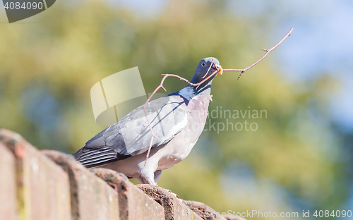 Image of Dove with small branch isolated