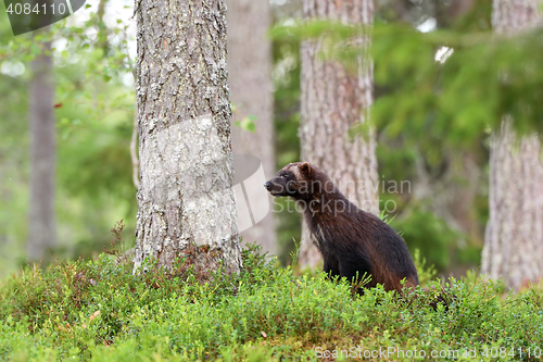Image of wolverine (Gulo gulo) in forest