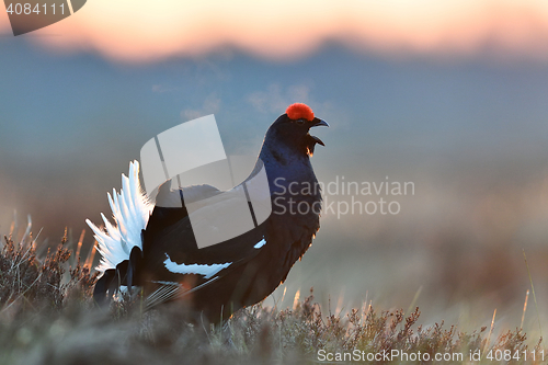 Image of Black Grouse calling at sunrise