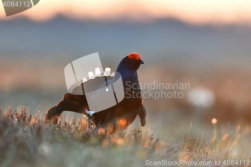 Image of black grouse in bog at sunrise