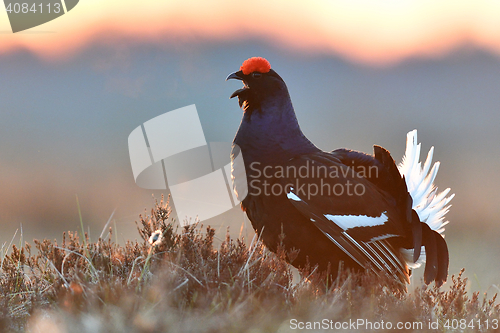 Image of black grouse calling