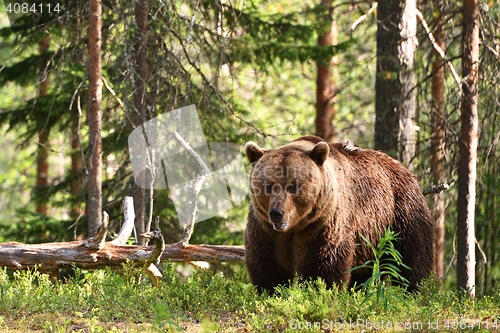 Image of male brown bear in forest