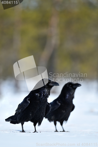 Image of Raven on snow, two ravens, pair of ravens