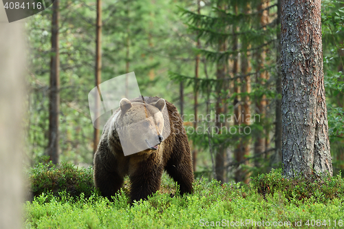 Image of brown bear, forest background