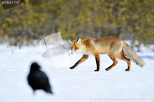 Image of Red fox with raven on snow