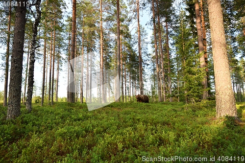 Image of brown bear, forest landscape, forest scenery, wild taiga