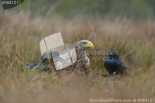 Image of Birds of prey - White-tailed Eagle (Haliaeetus albicilla) with ravens